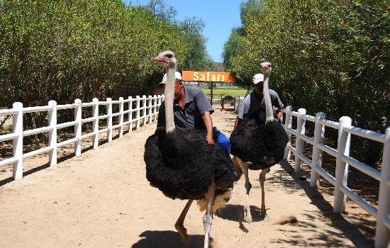 Safari Ostrich Farm