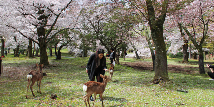 Nara Park