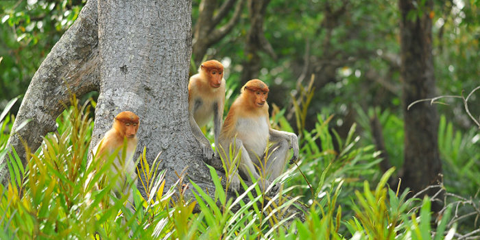 Proboscis Monkey Tour