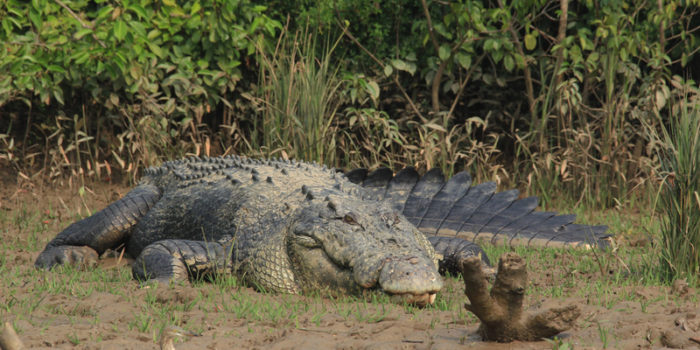 Huge-Crocodile-at-Bhitarkanika_medium