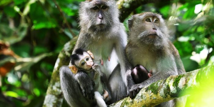 long-tailed-marque-monkeys