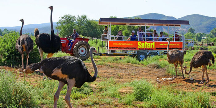 oudtshoorn-south-africa.jpg 800 400