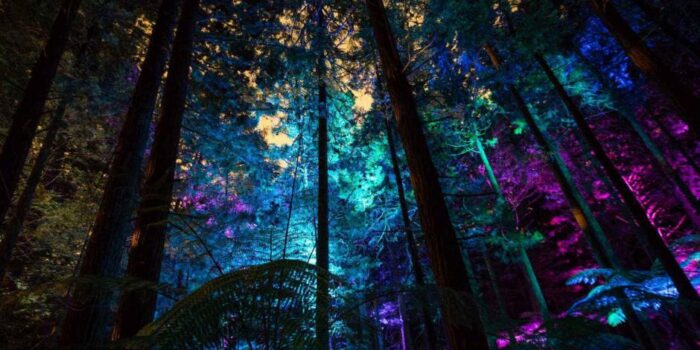 Redwoods Treewalk Nightlights