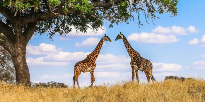 Tarangire-Giraffes-
